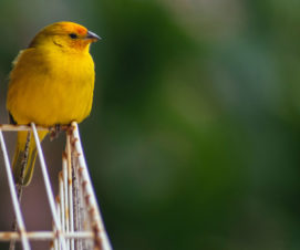 Détenteurs d’oiseaux