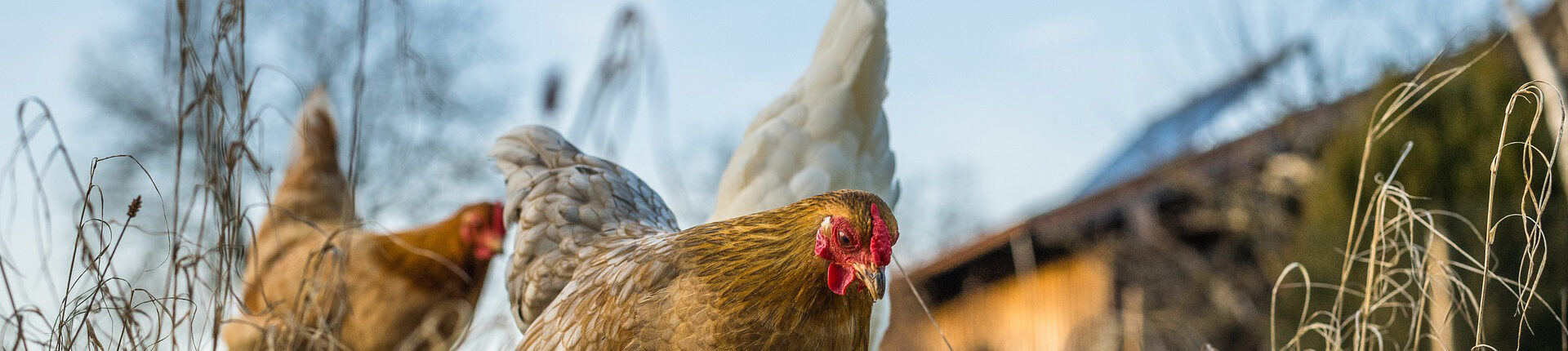 Grippe aviaire : particuliers, déclarez vos oiseaux !
