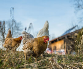 Grippe aviaire : particuliers, déclarez vos oiseaux !