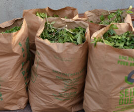 Reprise de la collecte  de déchets verts !
