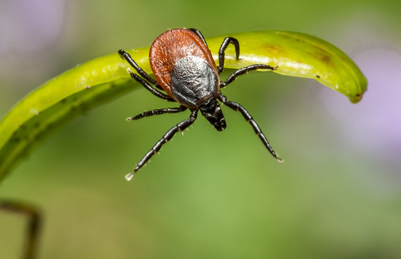 Balades en forêt :  attention aux tiques !