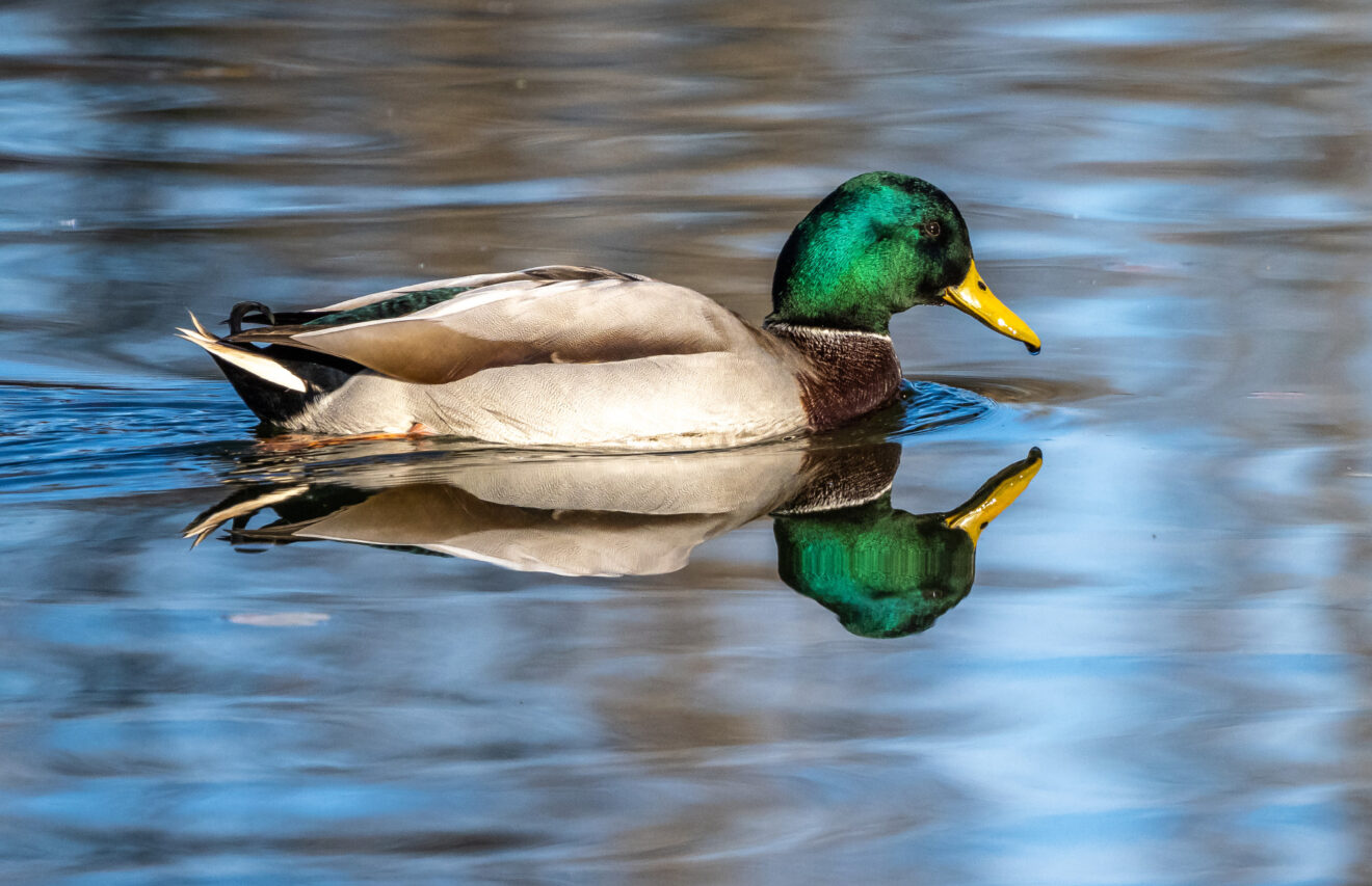 Pour la santé de nos oiseaux, arrêtons de leur donner du pain !