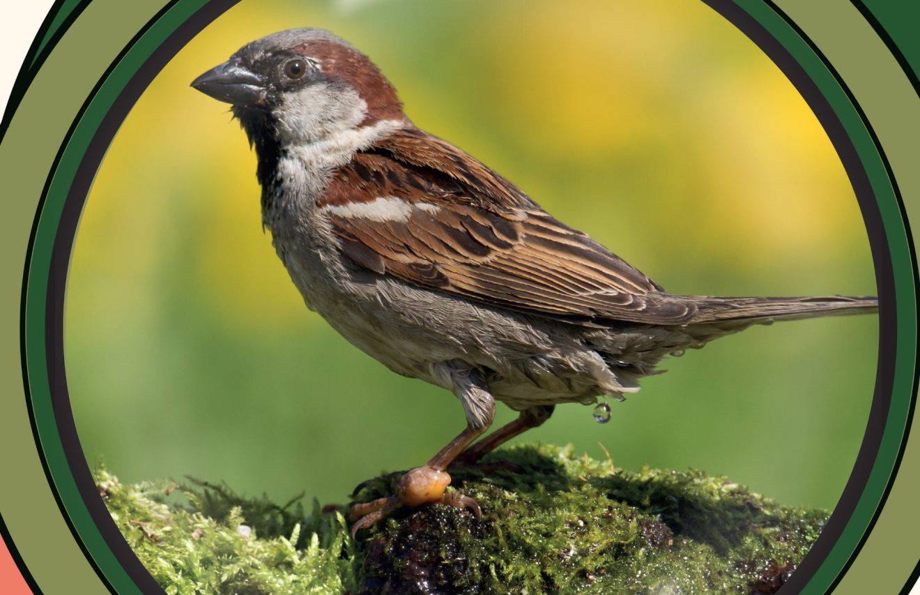 En décembre, on recherche  activement « Thiméo, le moineau »