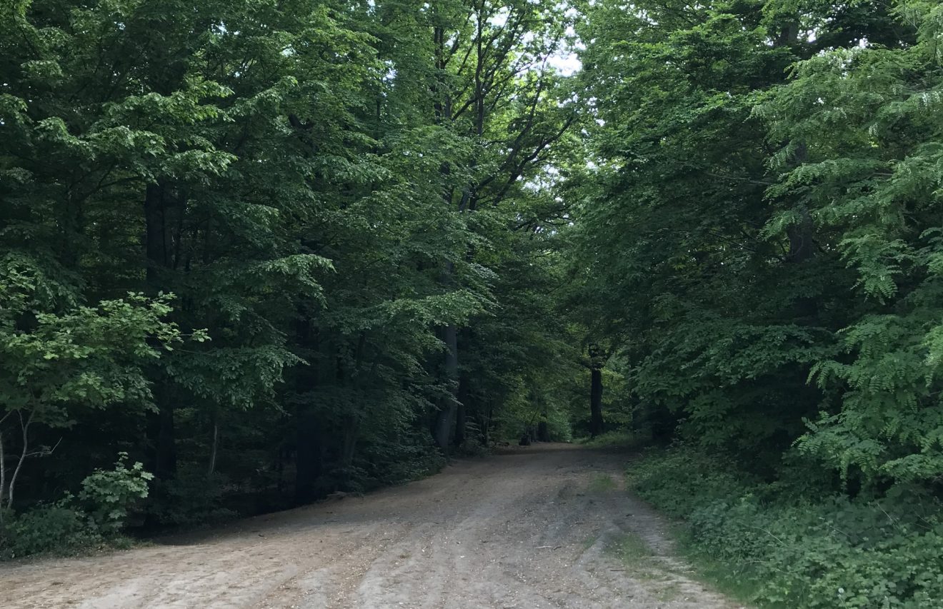 Forêt de Meudon : opération propreté le 23 mars