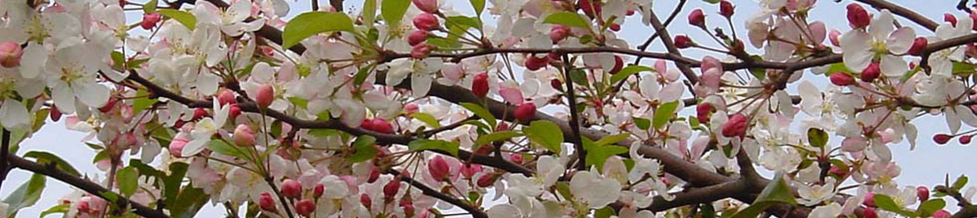 Neuf premiers arbres plantés dans le square Carrier-Belleuse