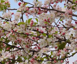 Neuf premiers arbres plantés dans le square Carrier-Belleuse