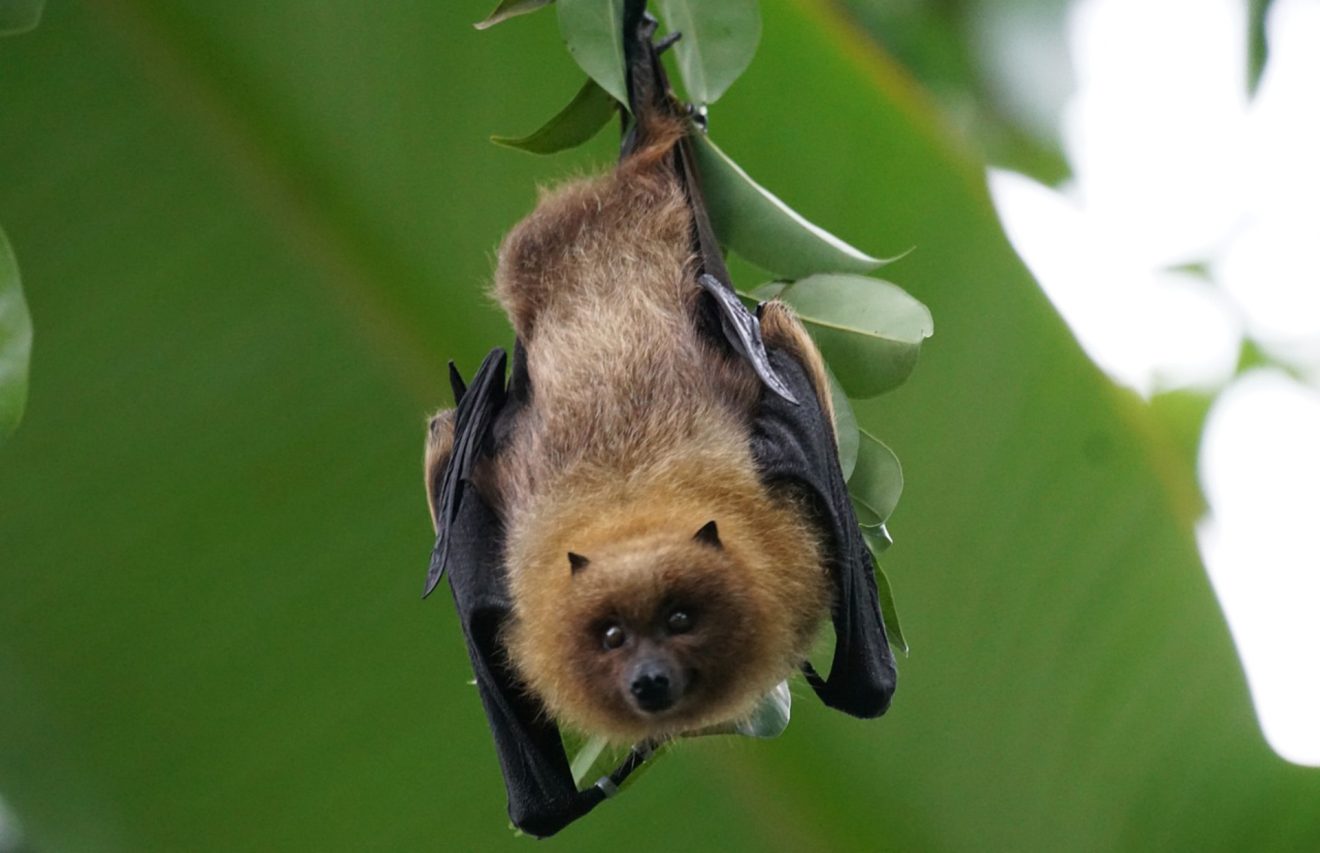 Avis de recherche : à vous de trouver Terri la chauve-souris !