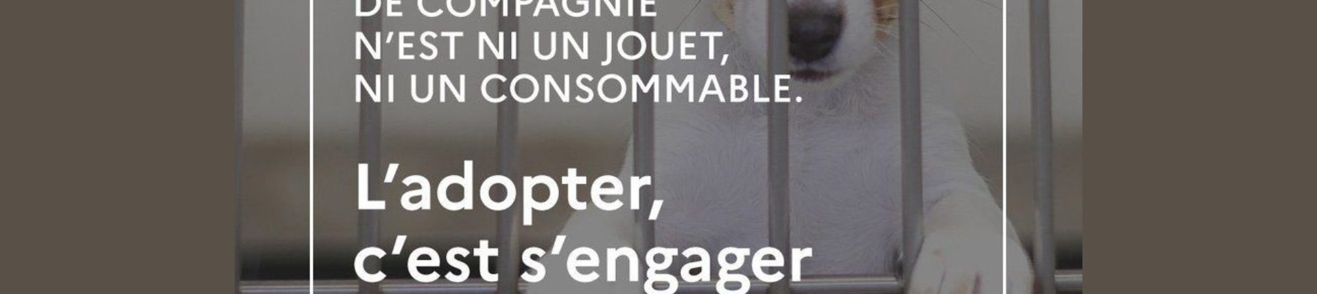 Pendant les vacances, faites garder votre animal de compagnie