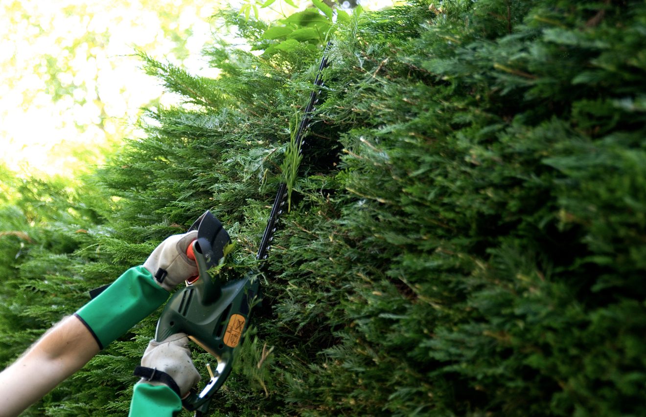 Haies et arbres dépassant sur la voie publique : il est obligatoire de les élaguer
