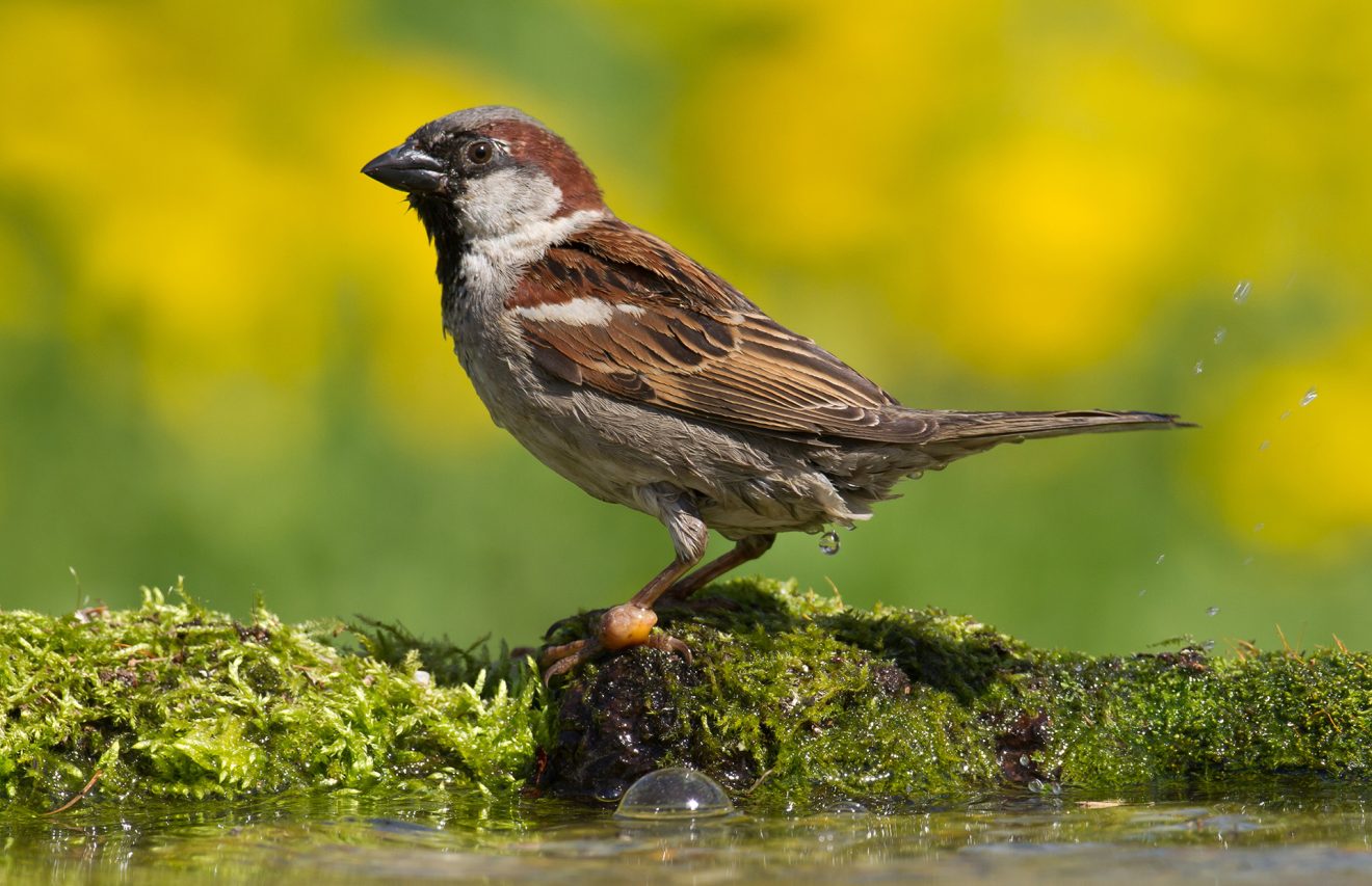 Observatoire de la biodiversité : comptez les moineaux  domestiques !