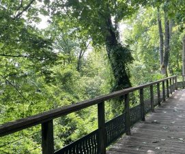 Balade guidée : découverte de la biodiversité et reconnaissance des oiseaux du parc de Brimborion