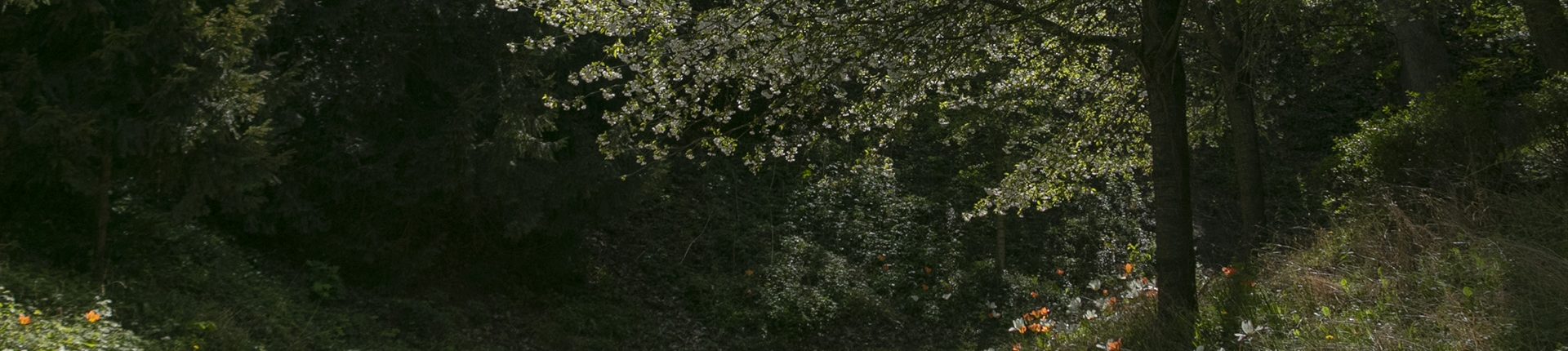 Le parc de Brimborion labellisé EcoJardin