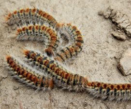 Chenilles processionnaires : restons vigilants à Sèvres